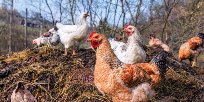 Déjections de volaille 